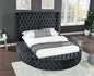 Queen Size Tufted Upholstery Storage Bed made with Wood in Black